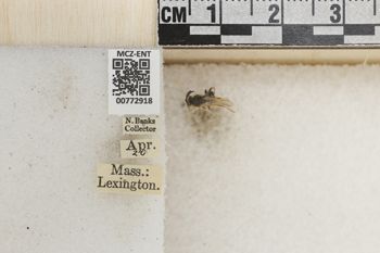 Media type: image;   Entomology 772918 Aspect: Labels